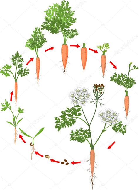 Diagrama del ciclo de vida de la zanahoria