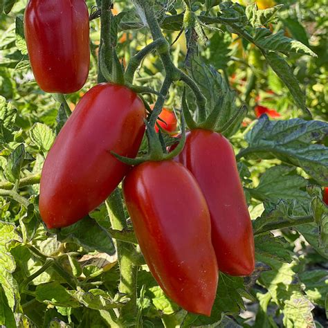 Tomates San Marzano