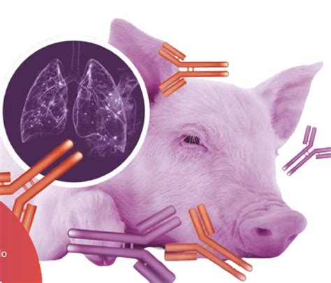 Micrografía de Mycoplasma hyopneumoniae