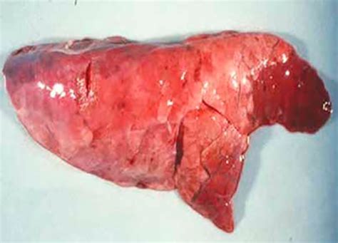 Pulmones de cerdo con lesiones típicas de Mycoplasma hyopneumoniae