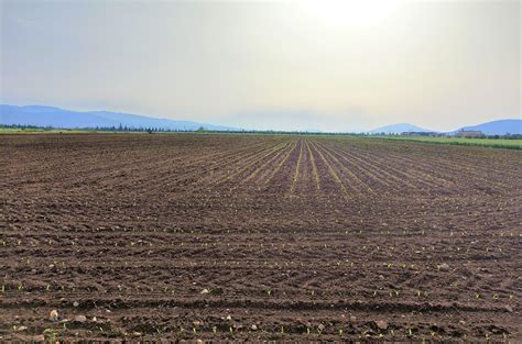 Preparación del terreno para la siembra de habas