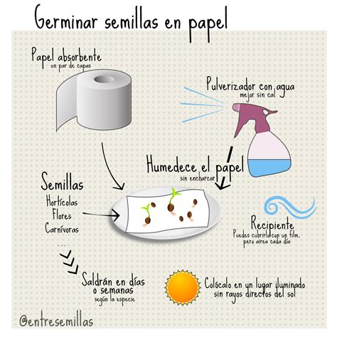 Proceso de germinación en papel húmedo