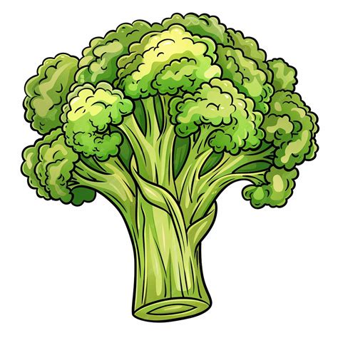 Un brócoli fresco y verde listo para ser dibujado