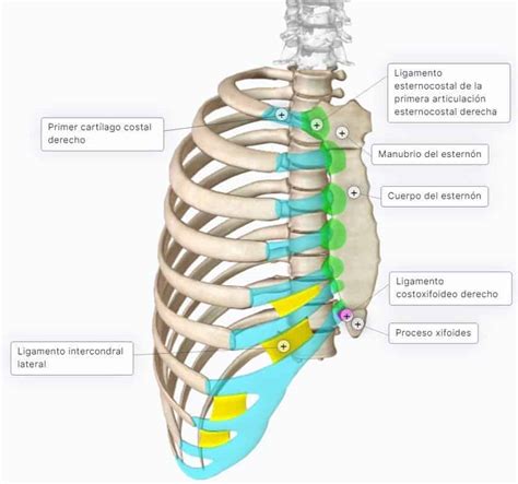 Anatomía del tórax con detalle de las costillas y el esternón