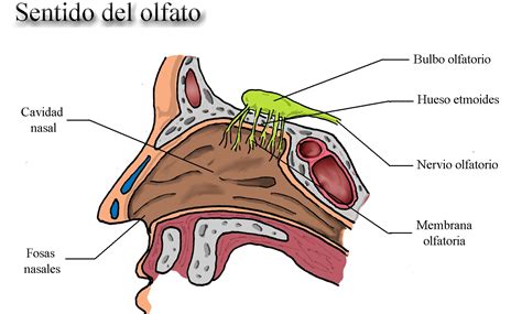 Anatomía del olfato humano