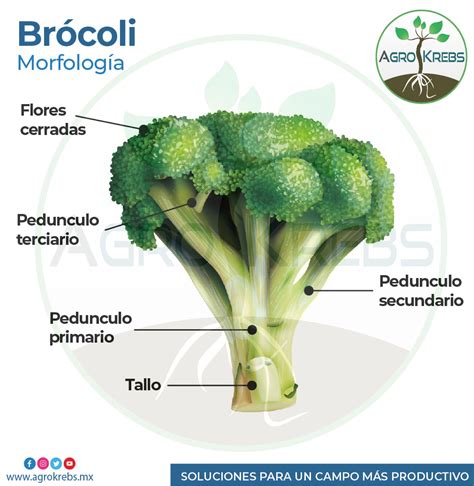 Proceso de pelado del tallo de brócoli