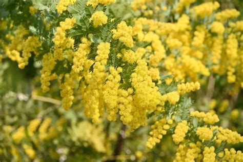 Acacia baileyana en floración