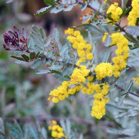 Legumbres de Acacia baileyana