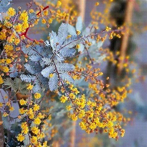 Acacia baileyana en un jardín mediterráneo