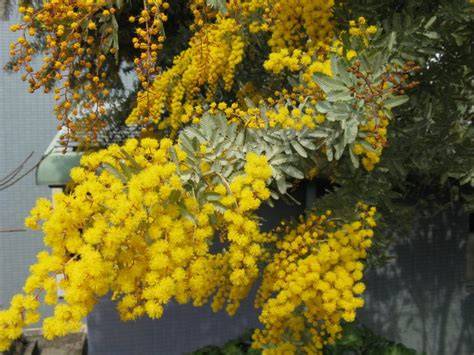 Diseño paisajístico con Acacia baileyana