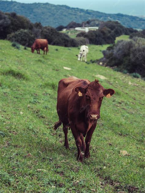 Paisaje rural de Menorca con vacas pastando