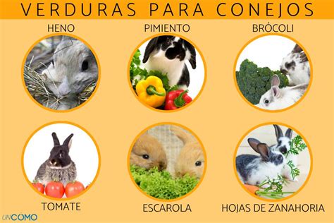 Variedad de verduras para conejos