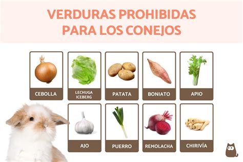 Alimentos prohibidos para conejos