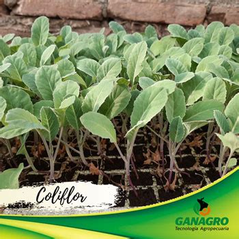 Plántulas de coliflor recién trasplantadas en un huerto