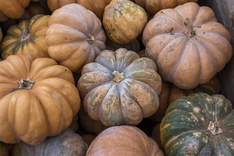 Calabaza carruécano fresca con su característica forma alargada