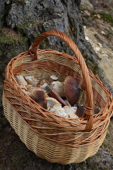 Cesta de boletus edulis
