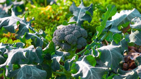 Planta de brócoli