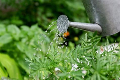 Planta siendo regada con agua de cocción de verduras