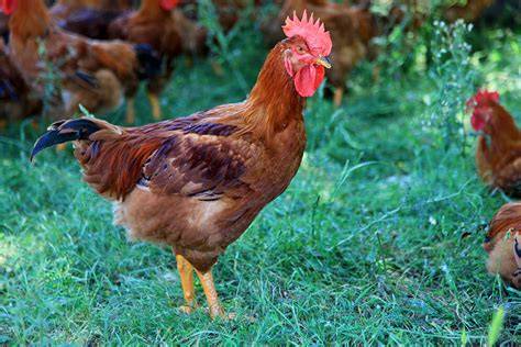 Pollo de corral pastando en un campo