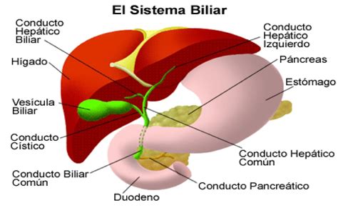Anatomía del hígado y la vesícula biliar