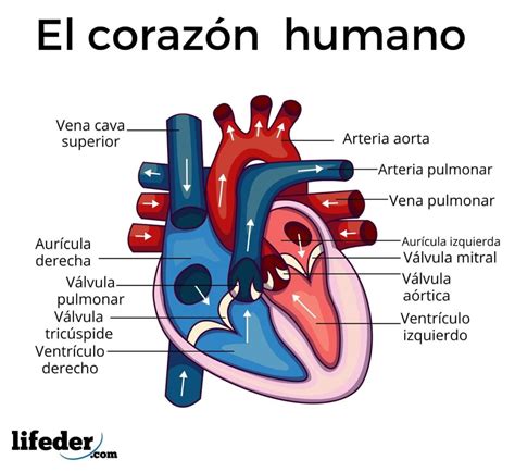 Corazón y sistema circulatorio