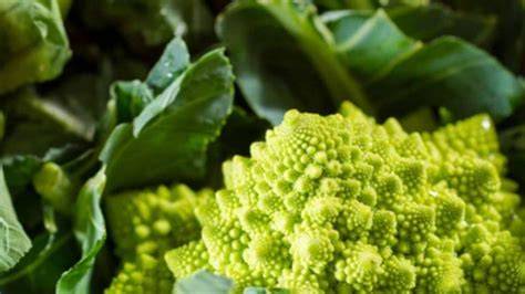 Brócoli romanesco con su característica forma geométrica