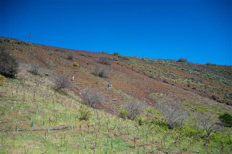 Viñedo de Verdejo a gran altitud