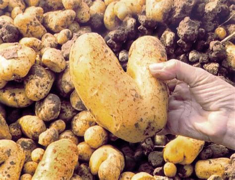 Agnès Varda espigando patatas en forma de corazón