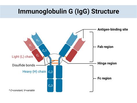 Esquema de la estructura de la IgG mostrando los dominios Fab, Fc y la región bisagra