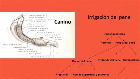 Anatomía del pene equino