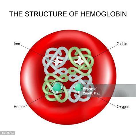 Esquema de glóbulo rojo y hemoglobina