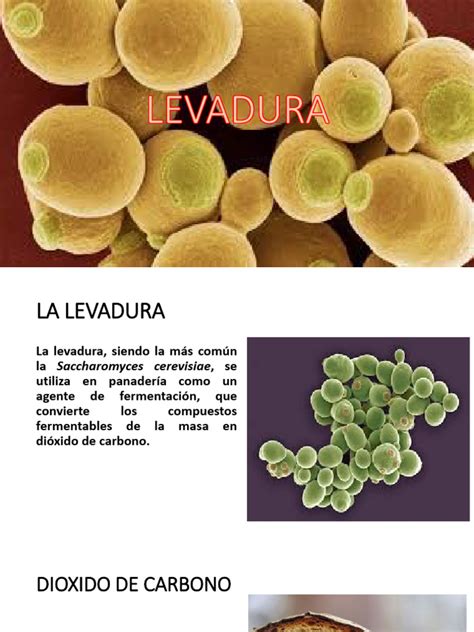Microorganismos de la levadura de panadería