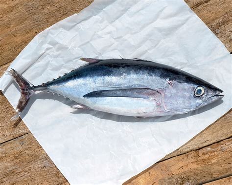 Bonito del norte