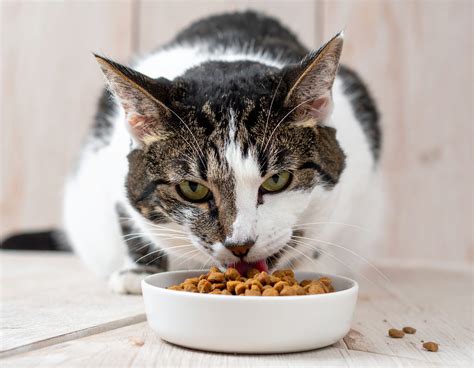 Gato adulto comiendo pienso de salmón