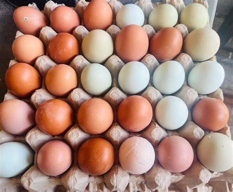 Importancia de identificar huevos fértiles