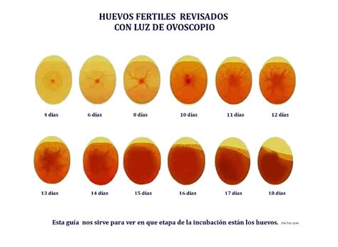 Calendario ideal para la ovoscopia en huevos de gallina