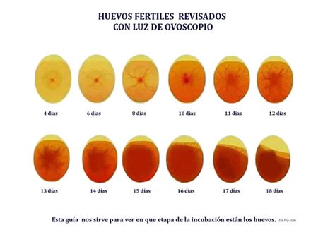 Imágenes de huevos fértiles e infértiles bajo ovoscopia