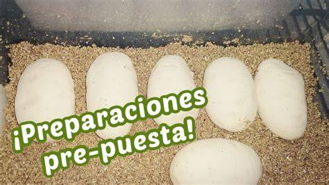 Diferencias clave en la incubación de huevos de reptiles
