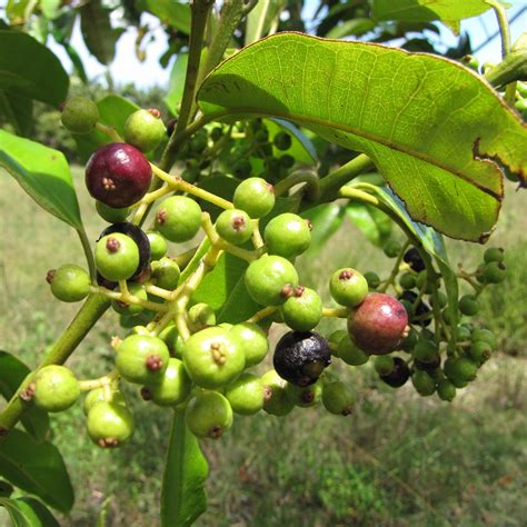 Árbol de Pimenta dioica