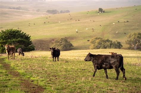 Ganado Wagyu pastando en un prado