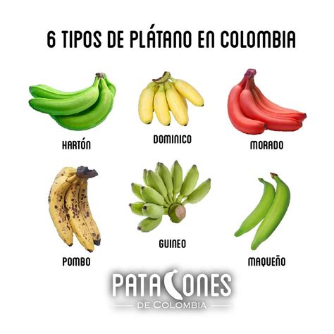 Variedades de plátanos y su uso culinario