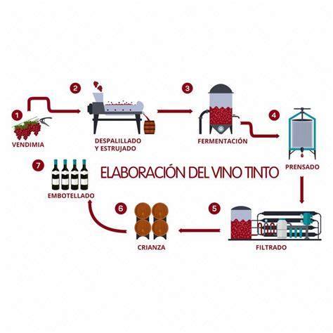Esquema de las etapas de la fermentación del vino