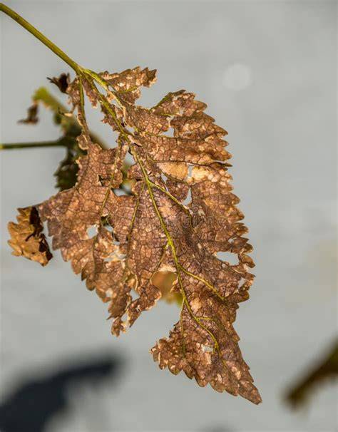 Hoja de vid dañada por el mosquito verde