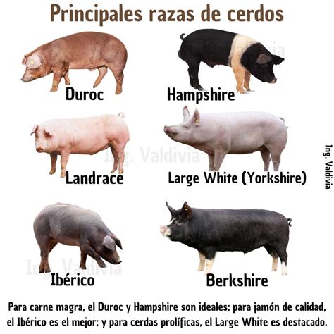 Cerdos de diferentes razas (Yorkshire, Landrace, Duroc, Pietrain)