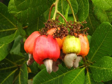 Árbol de cajú con sus frutos y semillas