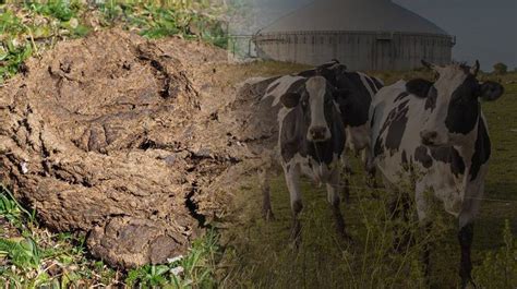 Cantidad diaria de estiércol producido por un cerdo
