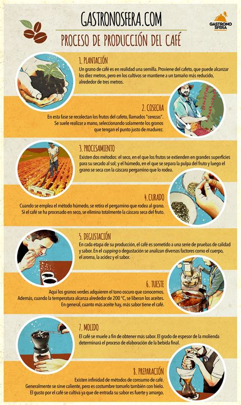 Infografía: Ciclo del café de especialidad, desde la finca hasta la taza