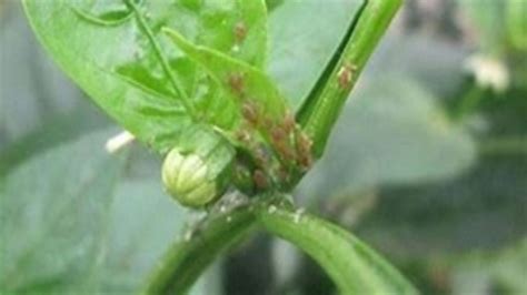 Ilustración de pulgones en una hoja de pimiento
