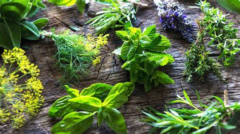 Variedad de hierbas aromáticas para insecticidas caseros