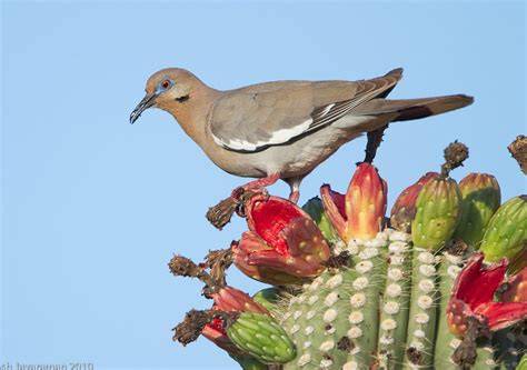 Paloma Alas Blancas posada en un cactus